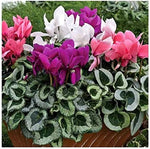 Cyclamen persicum bonsai grown from seeds with upswept petals and heart-shaped variegated leaves