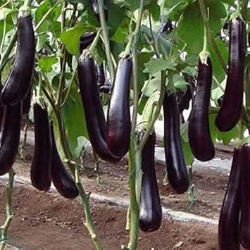Eggplant Seeds for Planting, Dark Purple