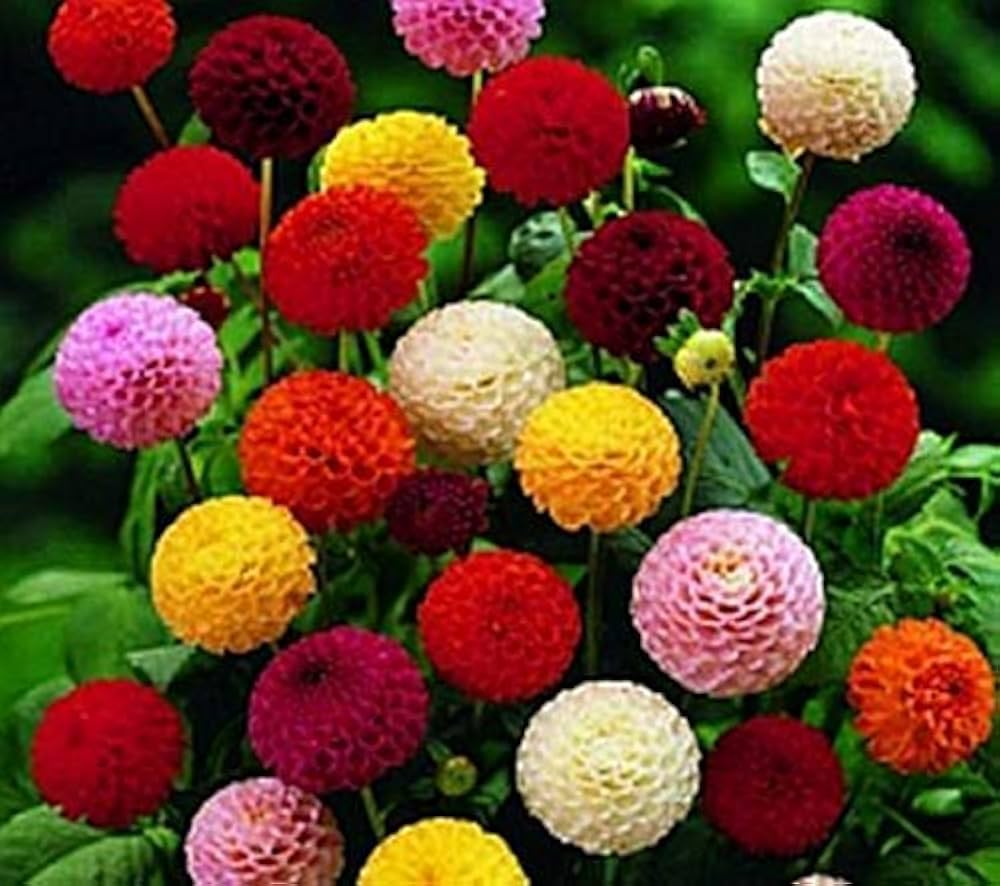 Dahlia Dahlia Pinnata Mixed Flower Seeds for Planting – Great for Colorful Floral Displays in Backyard Gardens