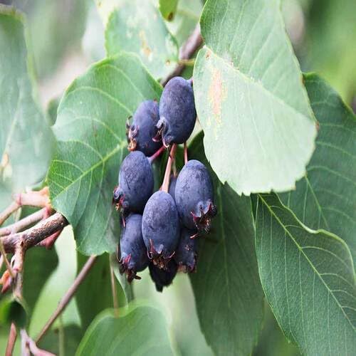 Black Saskatoon Berry Fruit - Heirloom, Non - Gmo Seeds