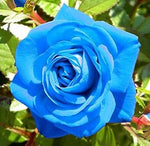 Blue Rose Flower Heirloom Non Gmo Image