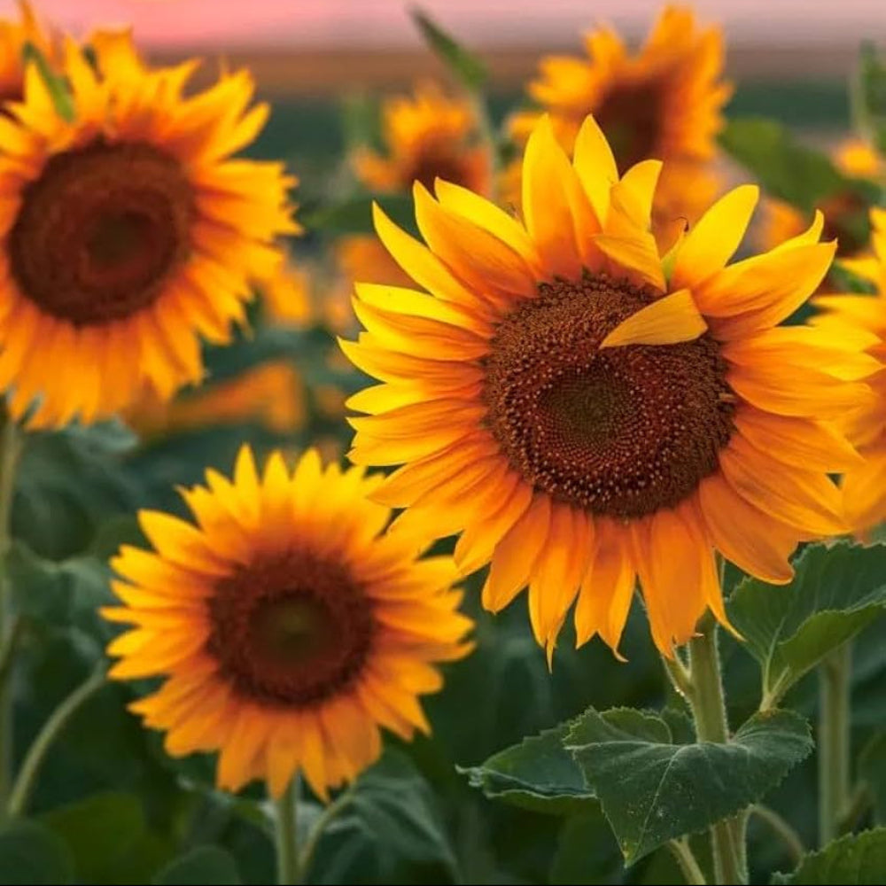 Sunflower Imported – Heirloom, Non-GMO, High Germination Organic Garden Seeds