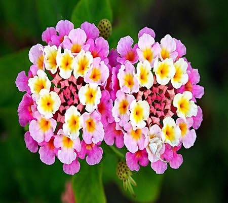 Mixed Lantana Flower - Heirloom, Non - Gmo Seeds