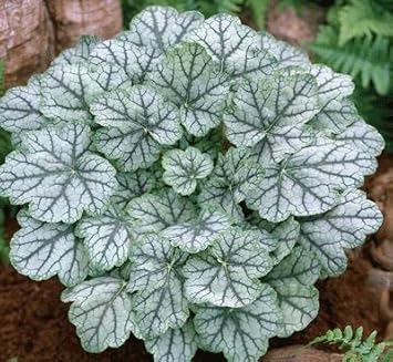 White Coral Bells Flower Seeds for Planting - 100 pcs for planting in your garden.