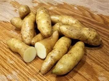 Banana Fingerling Potato Vegetable Seeds – Thin-Skinned and Creamy Texture