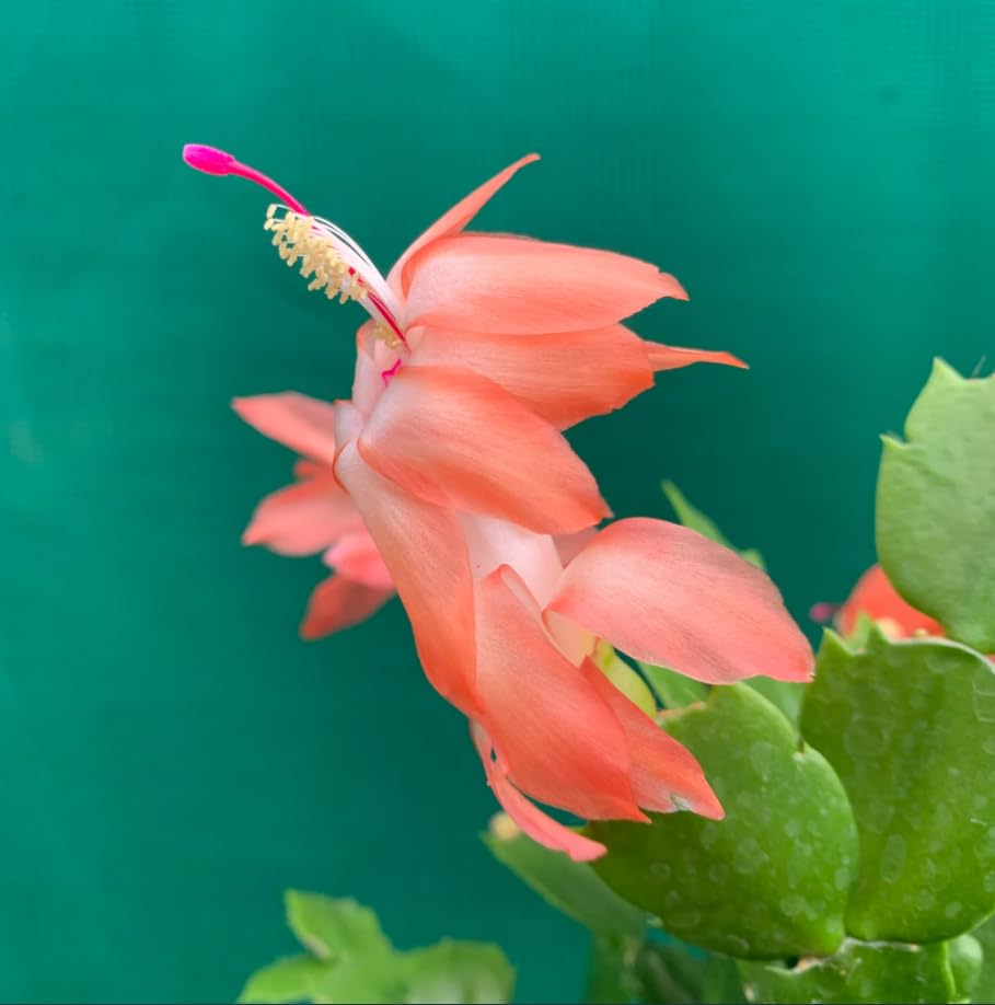 Orange Schlumbergera Flower Seeds for Planting, 100 pcs