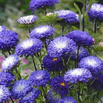 White (White scientific name) for planting in garden