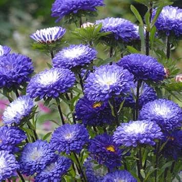 White (White scientific name) for planting in garden