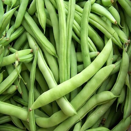 Green Half Runner Bean - Heirloom, Non - Gmo Seeds