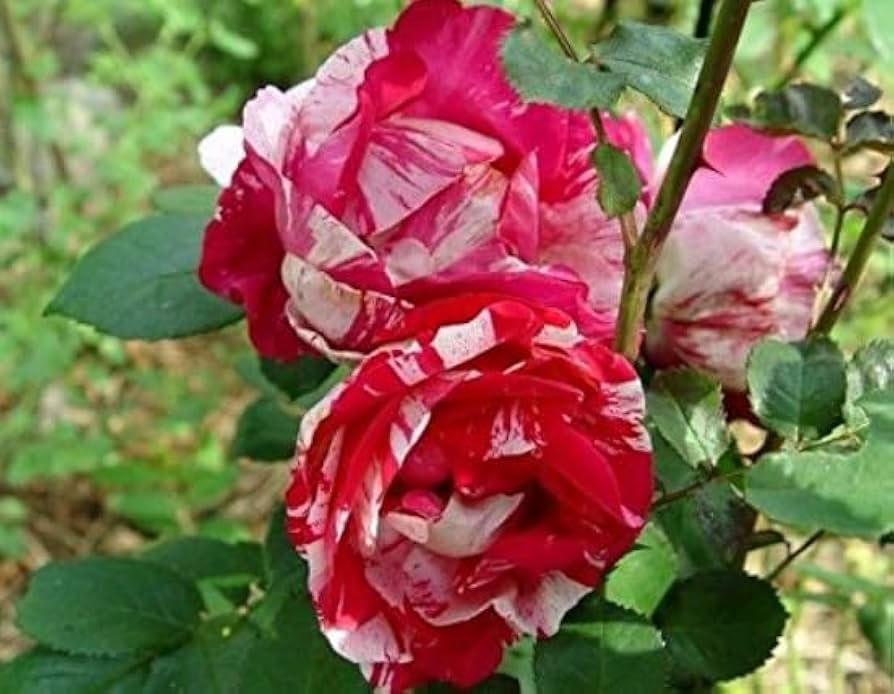 Rose Rosa Hybrida Rare White Blood Flower Seeds for Planting