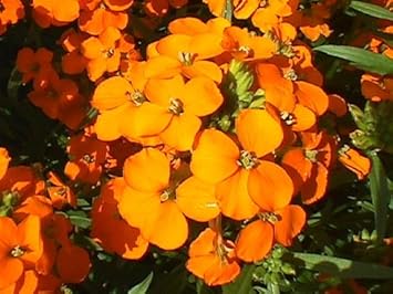 Orange Erysimum Aliionii Flower Seeds for Planting, 100