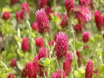 Red Crimson Flower Seeds for Planting NON GMO Seeds Dhara Seeds