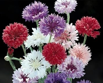 Mixed Bachelor Flower Seeds for Planting, 100