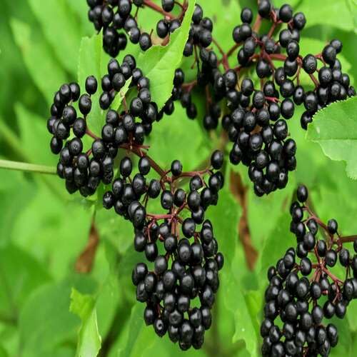 Black Elderberry Fruit - Heirloom, Non - Gmo Seeds