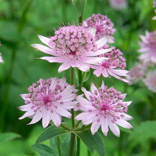 Pink Astrantia Flower - Heirloom, Non - Gmo Seeds