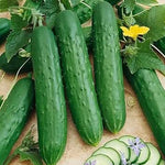 Cucumber Cucumis sativus seeds for planting in balcony garden