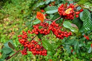 New Fresh Cotoneaster Lacteus Fruit Seeds - Attractive Shrub with Beautiful Red Berries
