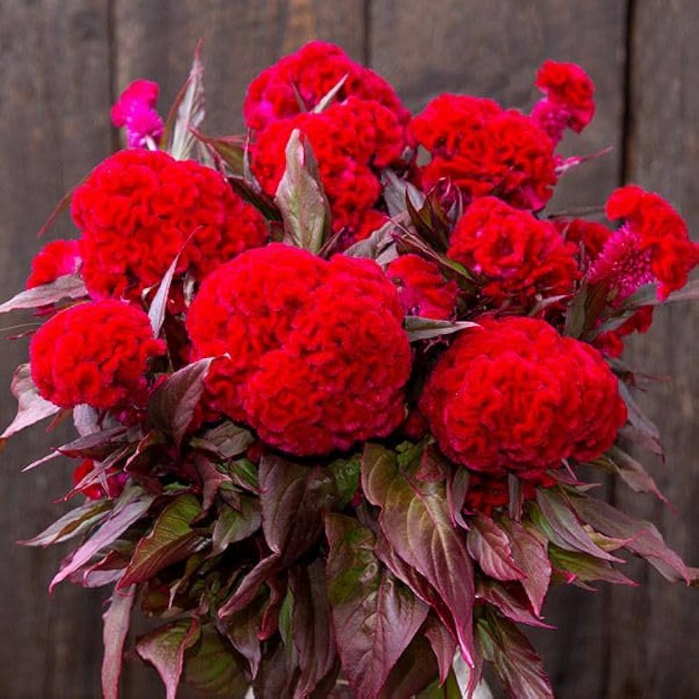 Thousand Day Red Seeds for Planting Home Garden Flower Bed