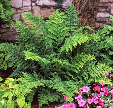 Green Fern