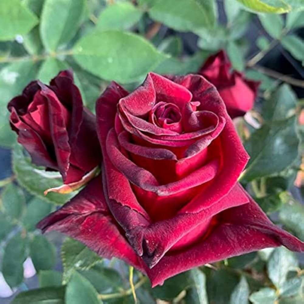 Baccara Hybrid Rose Flower Seeds for decorative planting in garden beds