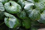 Farfugium Japonicum Plant Seeds for Planting - NON GMO Seeds Dhara Seeds