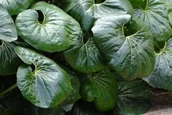 Farfugium Japonicum Plant Seeds for Planting - NON GMO Seeds Dhara Seeds