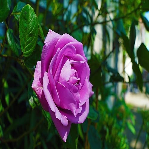 Giant Rose Flower Purple - Heirloom, Non - Gmo Seeds