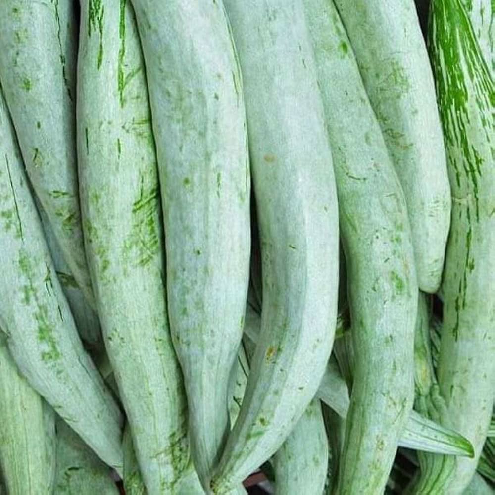 Snake Gourd Trichosanthes cucumerina seeds for garden planting