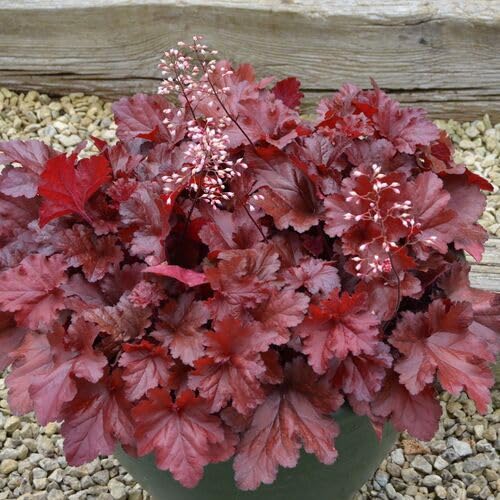 Heuchera Red - Heirloom, Non - Gmo Seeds