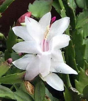 White Schlumbergera Flower Planting Seeds for Garden NON GMO Seeds Dhara Seeds