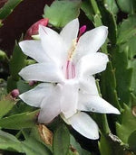 White Schlumbergera Flower Planting Seeds for Garden NON GMO Seeds Dhara Seeds