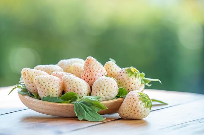 Pineberry Fruit Seeds for Planting