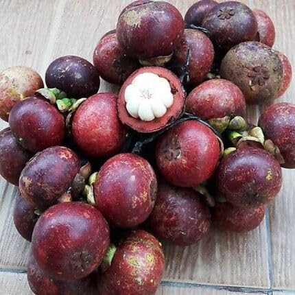 Maroon Mangosteen Fruit - Heirloom, Non - Gmo Seeds