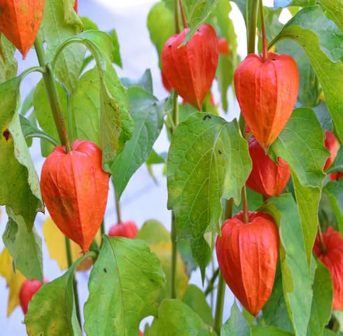 Green Physalis - Heirloom, Non - Gmo Seeds