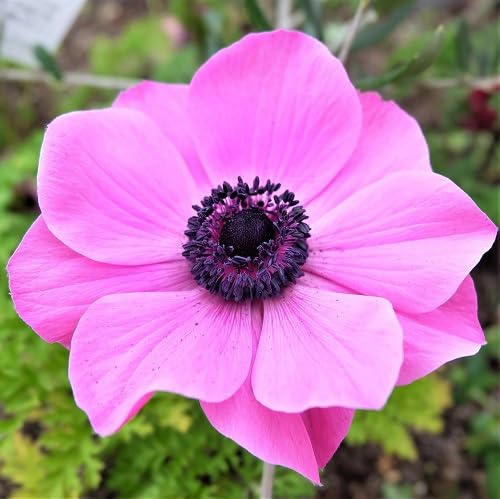 Pink Anemone Flower - Heirloom, Non - Gmo Seeds