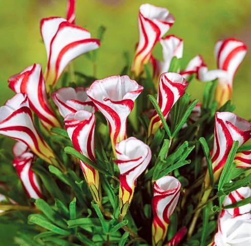 Red White Oxalis Versicolor Flower - Heirloom, Non - Gmo Seeds