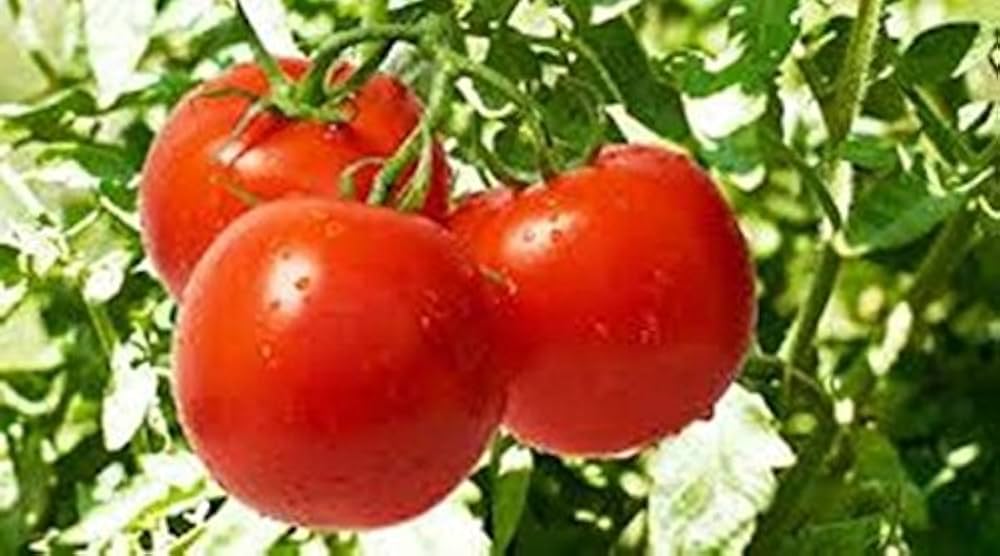 Tomato Zagadka Solanum lycopersicum vegetable seeds for planting in home garden