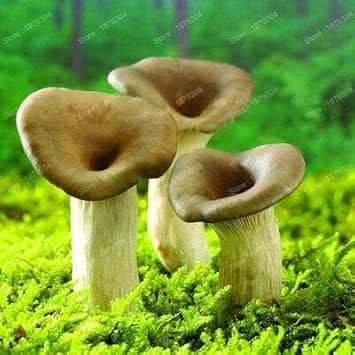 Mushroom Seeds for Planting, Green