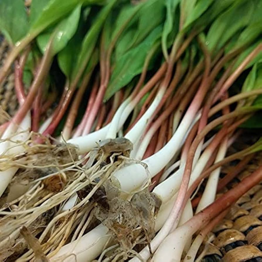 Wild Leek Allium tricoccum for planting in woodland garden