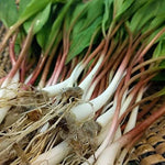 Wild Leek Allium tricoccum for planting in woodland garden