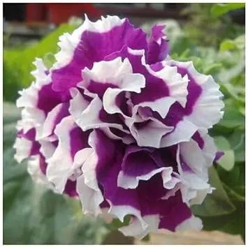 Violet & White Petunia Seeds for Planting - Heirloom, NON-GMO Flower Seeds for Garden Blooms Dhara Seeds