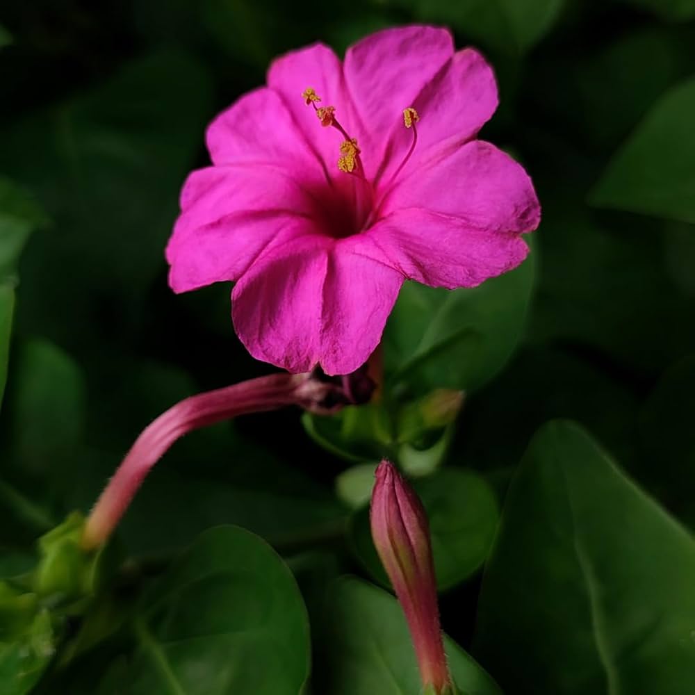 Four Seasons Broadcast Flower Seeds for Planting Brick Pink