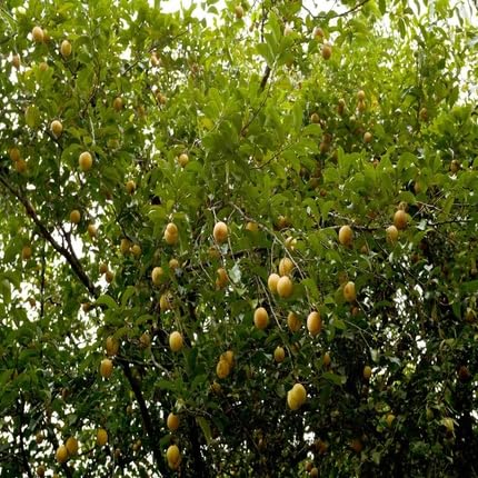 Nutmeg Tree - Heirloom, Non - Gmo Seeds