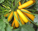 Golden Zucchini Summer Squash Seeds for vibrant yellow harvests