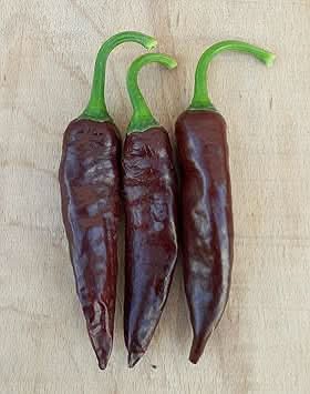 Thick Brown Chili Seeds for Planting