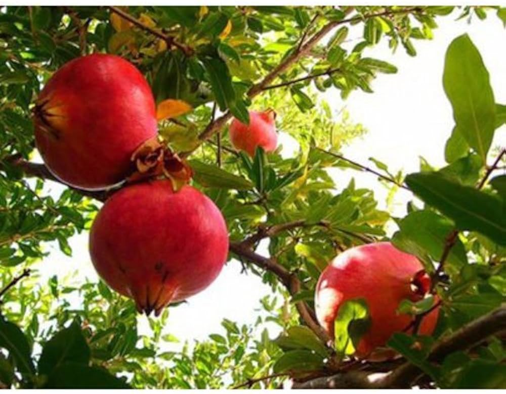 Punica granatum for planting in tree garden