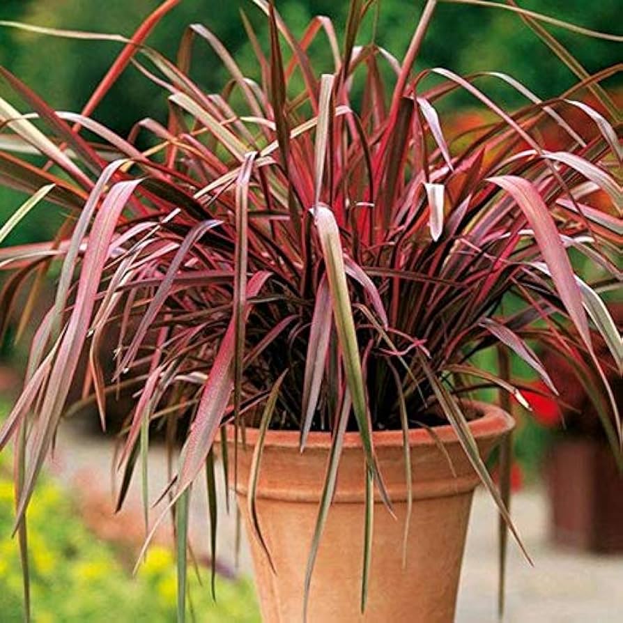 Red Phormium Plant Seeds for Planting