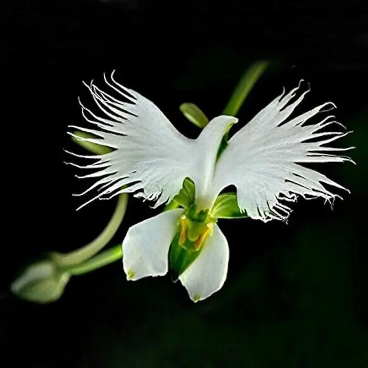 White Orchid Garden Terrace Flower Seeds for Planting - NON GMO Seeds Dhara Seeds