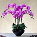 Orchid (Orchid scientific name) for planting in garden
