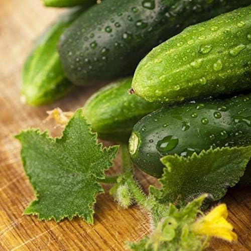 Long Green Improved Cucumber Seeds Cucumis sativus for Planting in Vegetable Patch